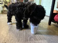 Lia, a female Maltipoo for sale in Los Angeles, CA – 3 of 4