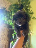 Koda, a male Maltipoo for sale in Los Angeles, CA – 3 of 4