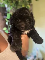 Luther, a male Maltipoo for sale in Los Angeles, CA – 1 of 3