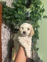 Teddy, a male Maltipoo for sale in Los Angeles, CA – 3 of 4