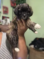 Jill, a female Yorkipoo for sale in Los Angeles, CA – 2 of 4