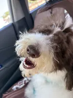 Horse, a male Poodle - Standard  for sale in Los Angeles, CA – 7 of 8