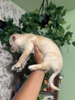 Cena, a female Chipoo for sale in Los Angeles, CA – 7 of 7