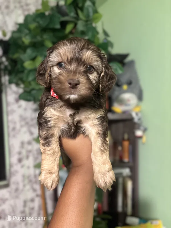 Red – Maltipoo puppy for sale in Los Angeles, CA
