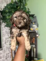 Red, a male Maltipoo for sale in Los Angeles, CA – 1 of 3