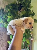 Willard, a male Maltipoo for sale in Los Angeles, CA – 3 of 5