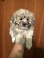 Ella, a female Maltipoo for sale in Los Angeles, CA – 4 of 5