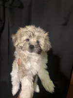 Ella, a female Maltipoo for sale in Los Angeles, CA – 3 of 5