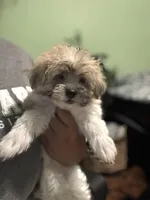 Ella, a female Maltipoo for sale in Los Angeles, CA – 2 of 5