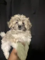 Ella, a female Maltipoo for sale in Los Angeles, CA – 1 of 5