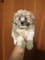 Ella, a female Maltipoo for sale in Los Angeles, CA – 5 of 5