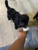 Lia, a female Maltipoo for sale in Los Angeles, CA – 2 of 4