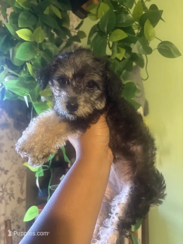 Sweetie – Yorkipoo puppy for sale in Los Angeles, CA