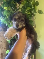 Sweetie, a female Yorkipoo for sale in Los Angeles, CA – 1 of 4