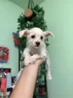 Mini, a female Jack Russell Terrier and Chihuahua for sale in Los Angeles, CA – 4 of 5