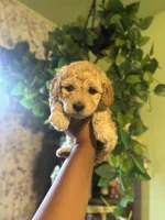 Butter Bear, a male Poodle - Miniature  for sale in Los Angeles, CA – Photo 2 of 3