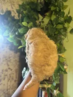 Butter Bear, a male Poodle - Miniature  for sale in Los Angeles, CA – Photo 3 of 3