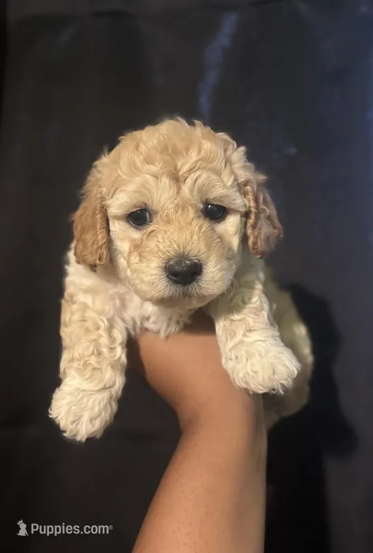 Butter Bear – Poodle - Miniature  puppy for sale in Los Angeles, CA