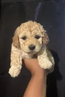 Butter Bear, a male Poodle - Miniature  for sale in Los Angeles, CA – Photo 1 of 3