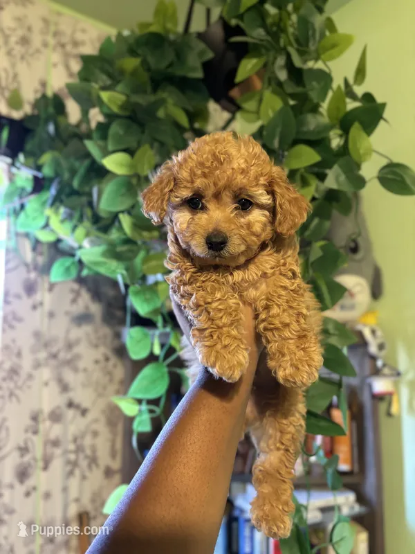 Coco – Maltipoo puppy for sale in Los Angeles, CA