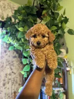 Coco, a male Maltipoo for sale in Los Angeles, CA – 1 of 4