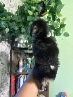 Mamas, a female Yorkipoo for sale in Los Angeles, CA – 7 of 9