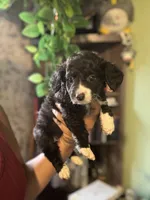 Biggie, a male Maltipoo for sale in Los Angeles, CA – 3 of 3