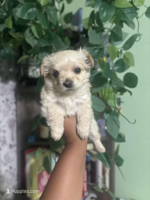 Brownie – Maltipoo puppy on hold in Los Angeles, CA