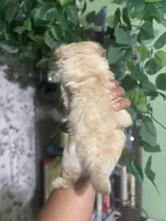 Brownie, a male Maltipoo for sale in Los Angeles, CA – Photo 3 of 3