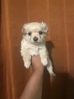 Brownie, a male Maltipoo for sale in Los Angeles, CA – Photo 2 of 3