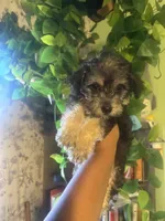Sweetie, a female Yorkipoo for sale in Los Angeles, CA – 2 of 4
