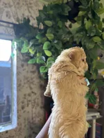 Green Bean, a male Maltipoo for sale in Los Angeles, CA – 4 of 5