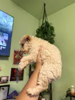 Charlie , a male Maltipoo for sale in Los Angeles, CA – 4 of 6