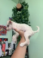 Mini, a female Jack Russell Terrier and Chihuahua for sale in Los Angeles, CA – 5 of 5