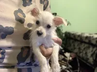 Mini, a female Jack Russell Terrier and Chihuahua for sale in Los Angeles, CA – 3 of 5