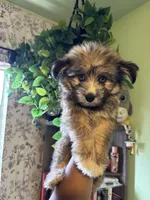 Storm, a male Pomsky for sale in Los Angeles, CA – 6 of 6