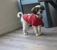 Jack, a male Maltipoo and Chihuahua for sale in Los Angeles, CA – 5 of 10
