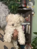 Noodle, a female Maltipoo for sale in Los Angeles, CA – 2 of 6