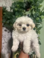 Misty, a female Yorkipoo for sale in Los Angeles, CA – 2 of 3