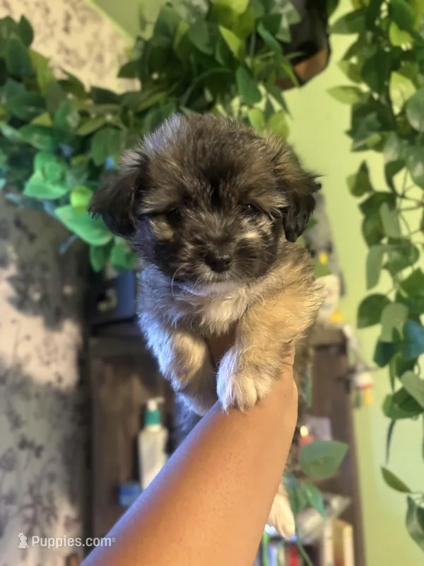 Mace – Maltipoo puppy for sale in Los Angeles, CA