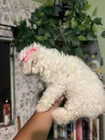 Snow, a female Maltipoo for sale in Los Angeles, CA – 3 of 5