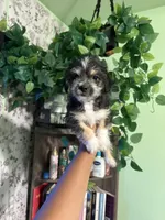 Mamas, a female Yorkipoo for sale in Los Angeles, CA – 1 of 9