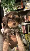 Biggie, a male Maltipoo for sale in Los Angeles, CA – 2 of 3