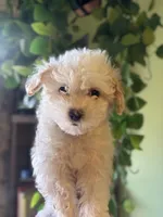 Molly, a male Maltipoo for sale in Los Angeles, CA – 2 of 4