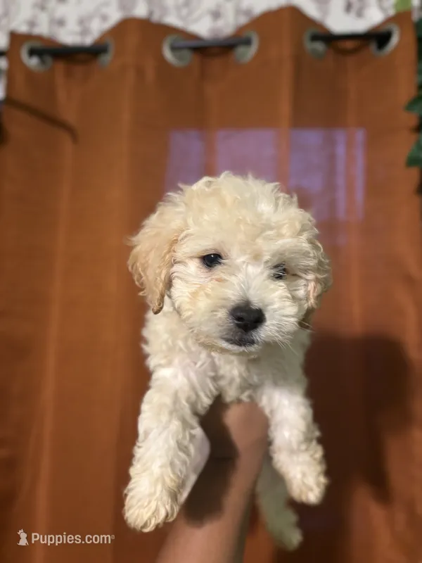 Faye – Maltipoo puppy for sale in Los Angeles, CA