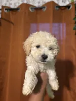 Faye, a female Maltipoo for sale in Los Angeles, CA – 1 of 1