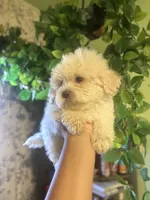 Miles, a male Maltipoo for sale in Los Angeles, CA – 4 of 6