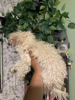 Noodle, a female Maltipoo for sale in Los Angeles, CA – 6 of 6