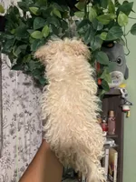 Noodle, a female Maltipoo for sale in Los Angeles, CA – 5 of 6