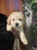 Fin, a male Maltipoo for sale in Los Angeles, CA – 3 of 3
